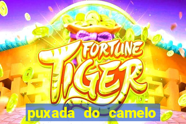 puxada do camelo jogo do bicho